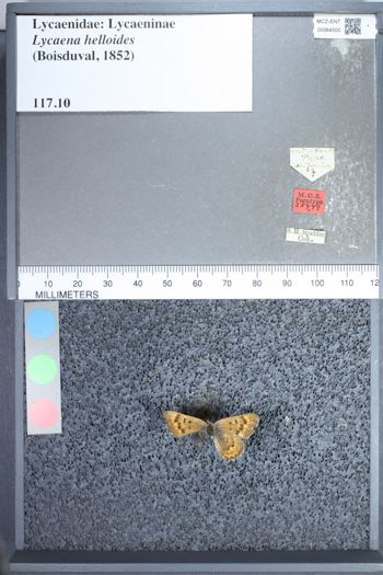 Media type: image;   Entomology 64500
